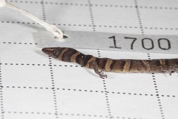 Media type: image;   Herpetology R-189896
